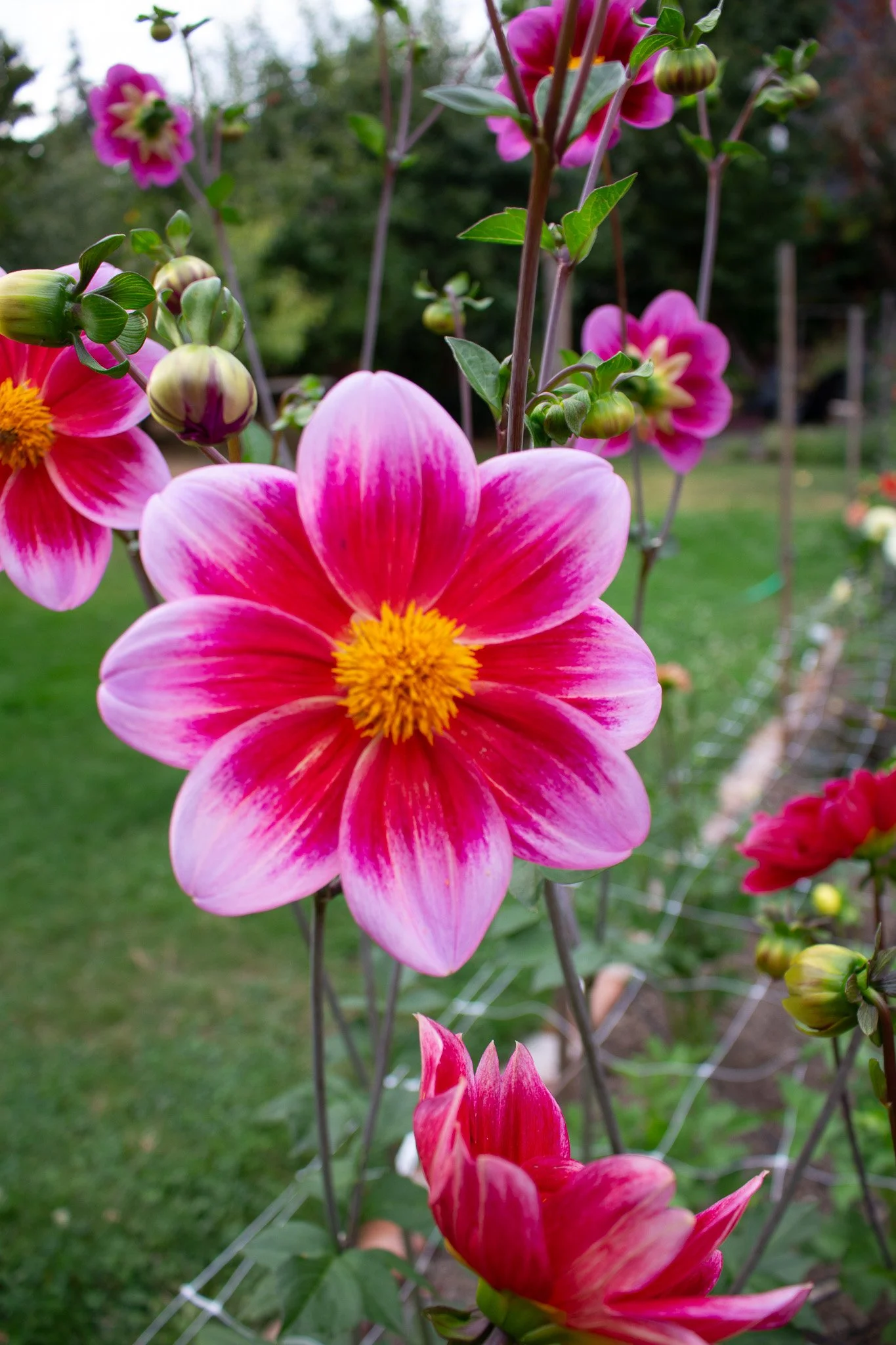 Dahlia : CPL Maddie — ciderpress lane